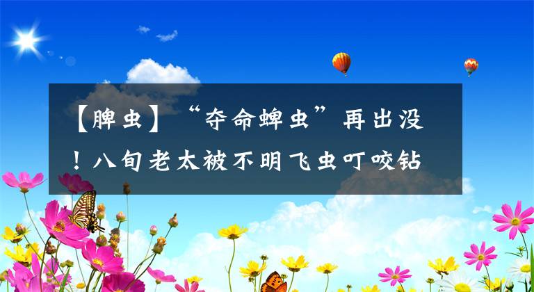 【脾虫】“夺命蜱虫”再出没!八旬老太被不明飞虫叮咬钻进皮肉