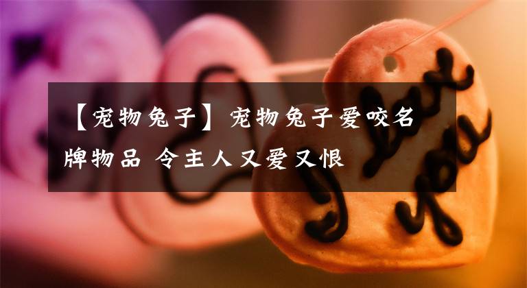 【宠物兔子】宠物兔子爱咬名牌物品 令主人又爱又恨