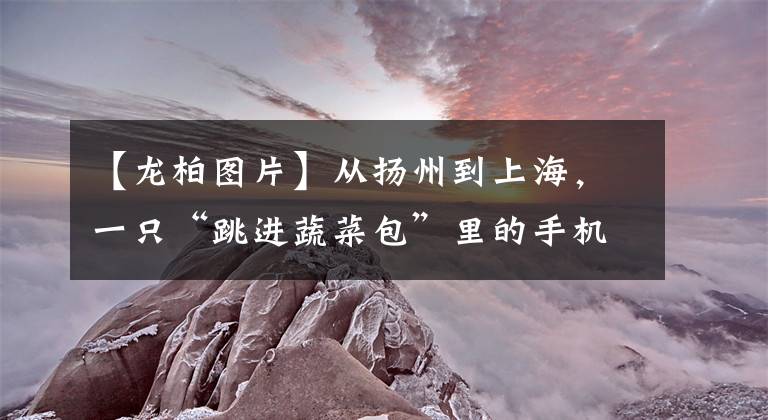 【龙柏图片】从扬州到上海,一只“跳进蔬菜包”里的手机,怎样找到回家的路