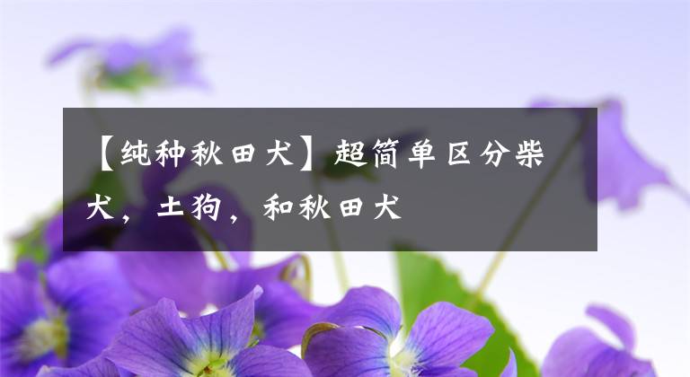 【纯种秋田犬】超简单区分柴犬，土狗，和秋田犬