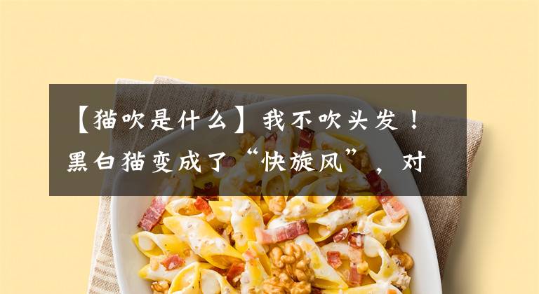 【猫吹是什么】我不吹头发！黑白猫变成了“快旋风”，对着吹风机持续狂乱