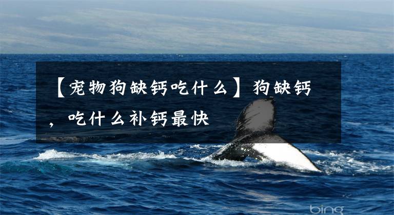 【宠物狗缺钙吃什么】狗缺钙，吃什么补钙最快