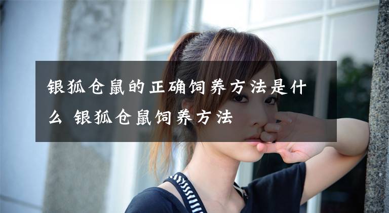 银狐仓鼠的正确饲养方法是什么 银狐仓鼠饲养方法