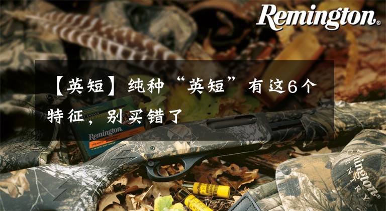 【英短】纯种“英短”有这6个特征,别买错了