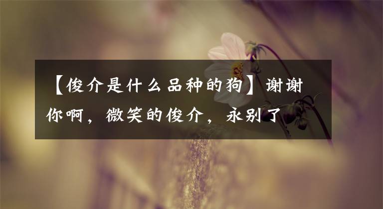 【俊介是什么品种的狗】谢谢你啊,微笑的俊介,永别了