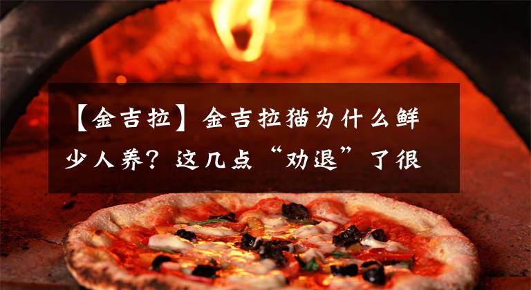 【金吉拉】金吉拉猫为什么鲜少人养?这几点“劝退”了很多人