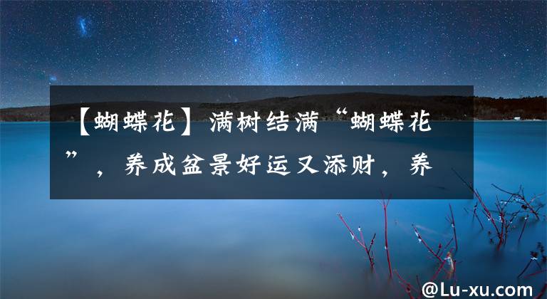 【蝴蝶花】满树结满“蝴蝶花”,养成盆景好运又添财,养一次就上瘾