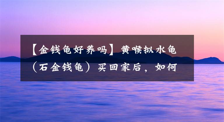 【金钱龟好养吗】黄喉拟水龟（石金钱龟）买回家后，如何养殖？（针对散户养殖）