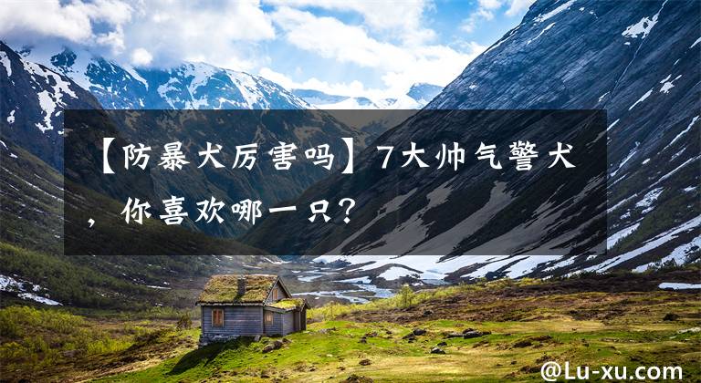 【防暴犬厉害吗】7大帅气警犬,你喜欢哪一只?