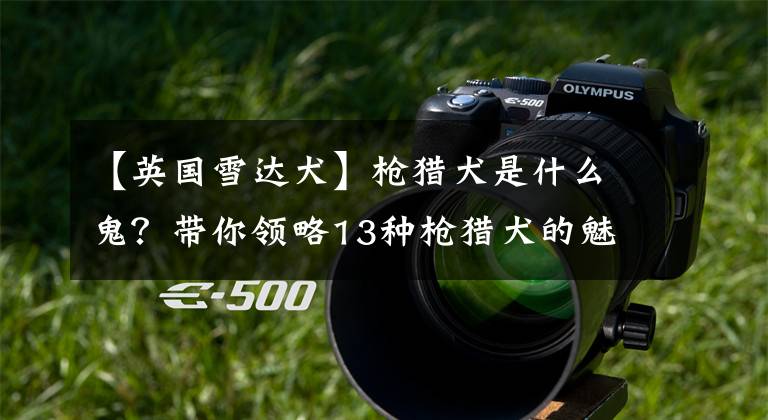 【英国雪达犬】枪猎犬是什么鬼？带你领略13种枪猎犬的魅力
