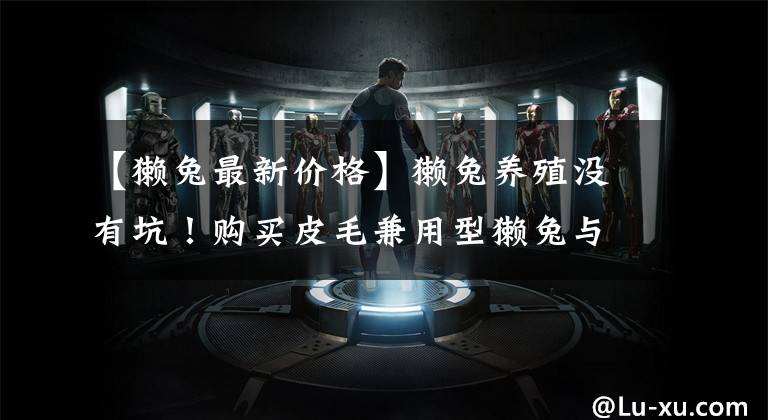 【獭兔最新价格】獭兔养殖没有坑！购买皮毛兼用型獭兔与新西兰兔种兔价格别图便宜