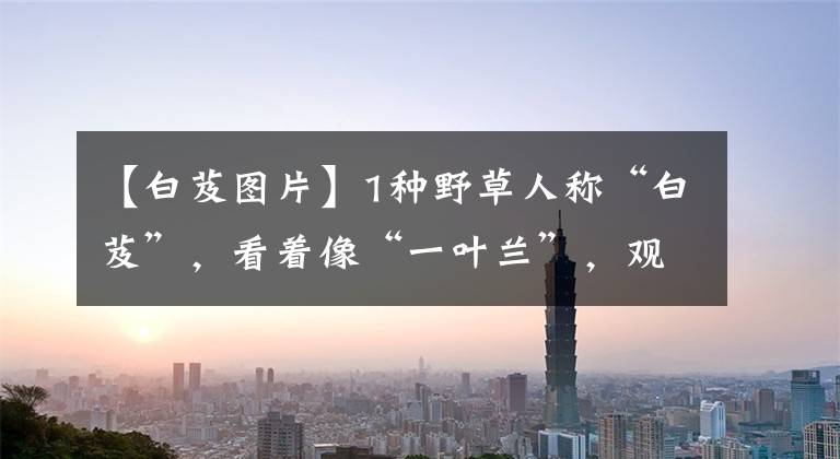 【白芨图片】1种野草人称“白芨”，看着像“一叶兰”，观赏价值高，还值钱！