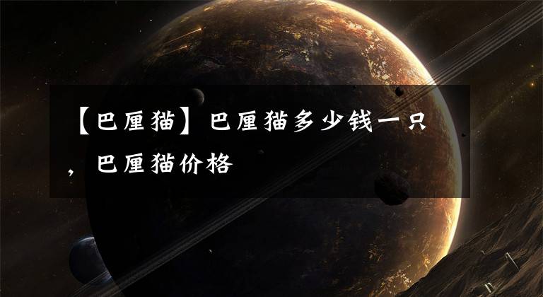 【巴厘猫】巴厘猫多少钱一只,巴厘猫价格