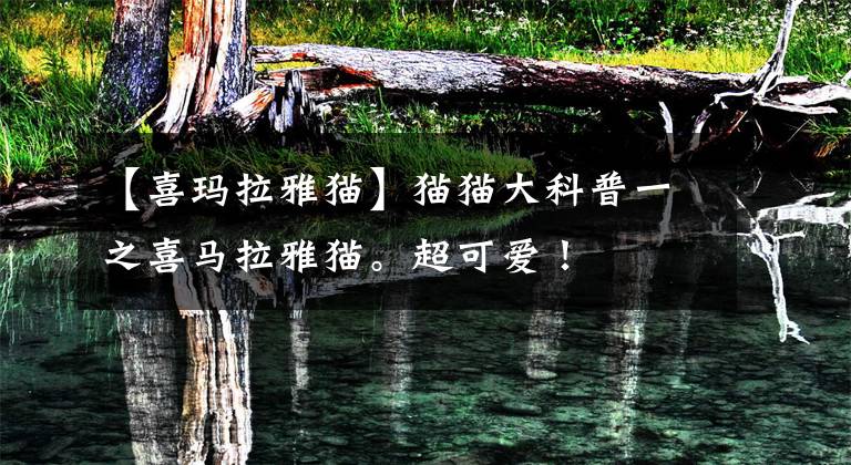 【喜玛拉雅猫】猫猫大科普一之喜马拉雅猫。超可爱！