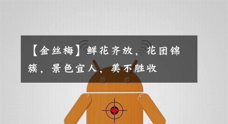 【金丝梅】鲜花齐放,花团锦簇,景色宜人,美不胜收