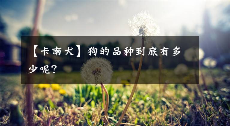 【卡南犬】狗的品种到底有多少呢？