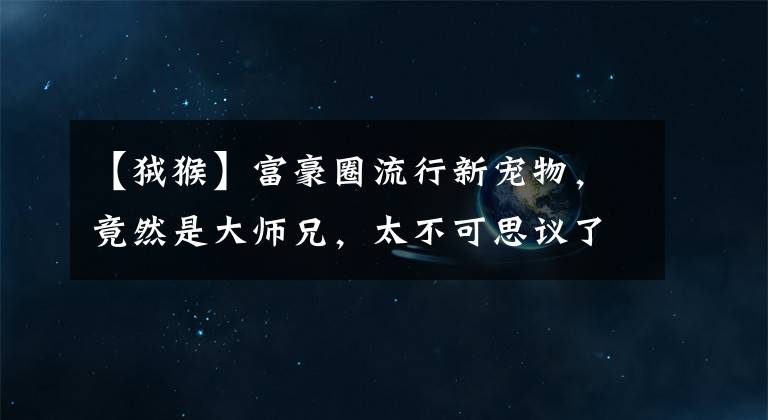 【狨猴】富豪圈流行新宠物，竟然是大师兄，太不可思议了！