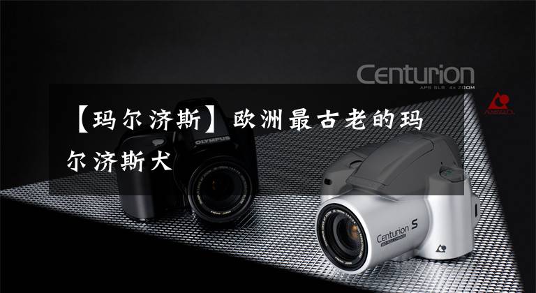 【玛尔济斯】欧洲最古老的玛尔济斯犬