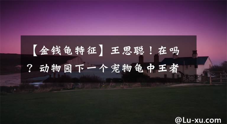 【金钱龟特征】王思聪！在吗？动物园下一个宠物龟中王者“金钱龟”了解一下？