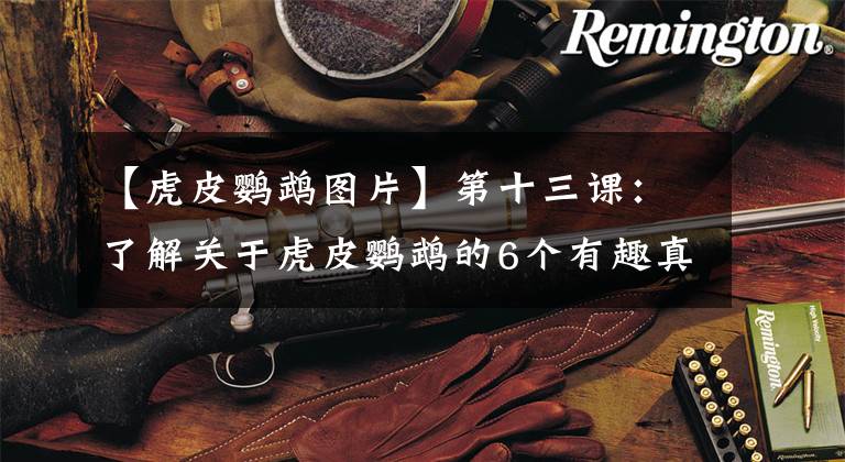 【虎皮鹦鹉图片】第十三课：了解关于虎皮鹦鹉的6个有趣真相！