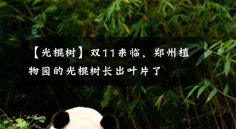 【光棍树】双11来临，郑州植物园的光棍树长出叶片了