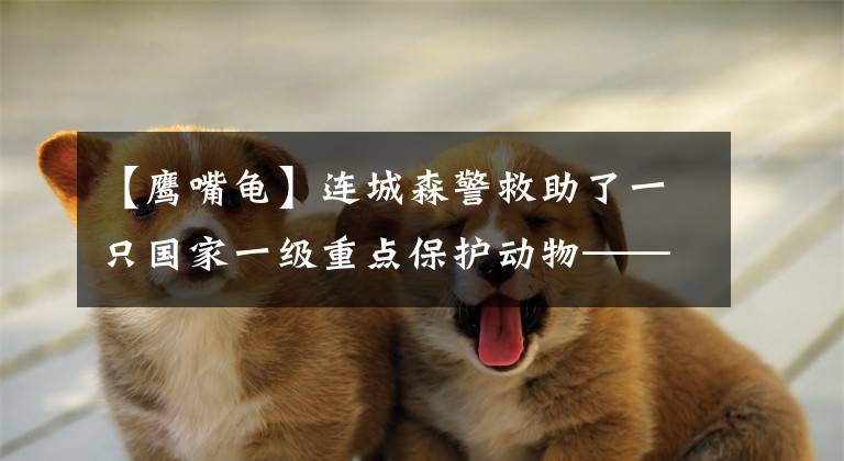 【鹰嘴龟】连城森警救助了一只国家一级重点保护动物——鹰嘴龟