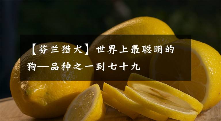 【芬兰猎犬】世界上最聪明的狗—品种之一到七十九