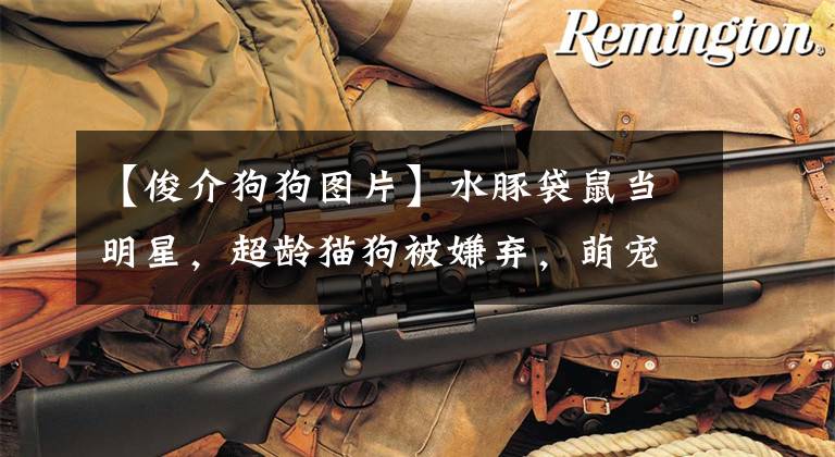 【俊介狗狗图片】水豚袋鼠当明星，超龄猫狗被嫌弃，萌宠店里的是生命还是商品？