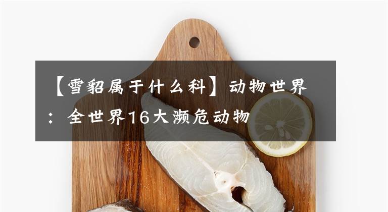 【雪貂属于什么科】动物世界：全世界16大濒危动物