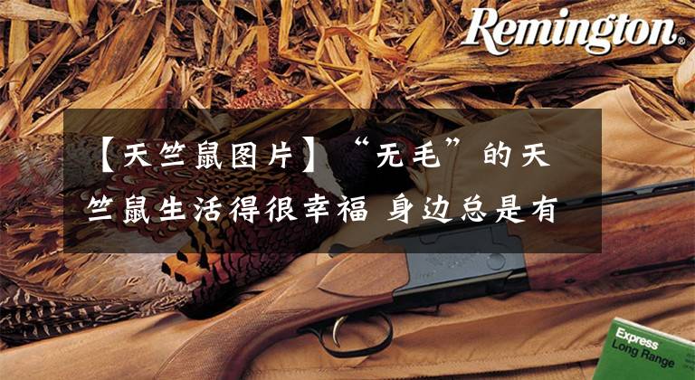 【天竺鼠图片】“无毛”的天竺鼠生活得很幸福 身边总是有各种美味