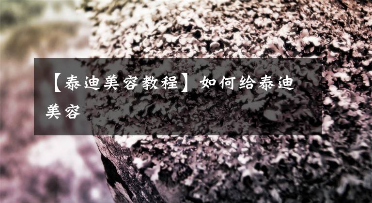 【泰迪美容教程】如何给泰迪美容