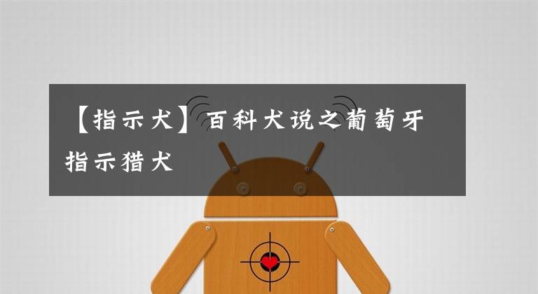 【指示犬】百科犬说之葡萄牙指示猎犬