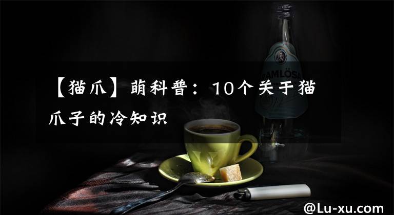 【猫爪】萌科普：10个关于猫爪子的冷知识