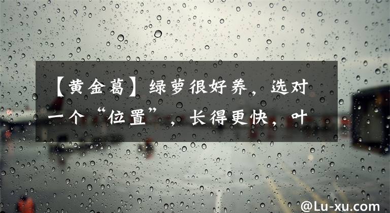 【黄金葛】绿萝很好养，选对一个“位置”，长得更快，叶多油绿“有光泽”