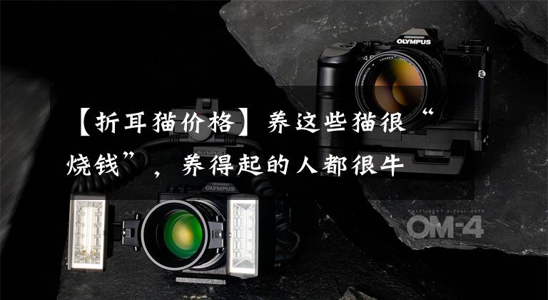 【折耳猫价格】养这些猫很“烧钱”，养得起的人都很牛