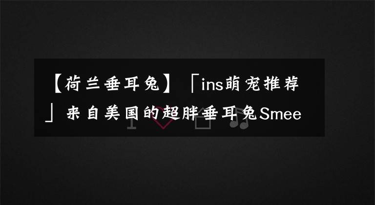 【荷兰垂耳兔】「ins萌宠推荐」来自美国的超胖垂耳兔Smee