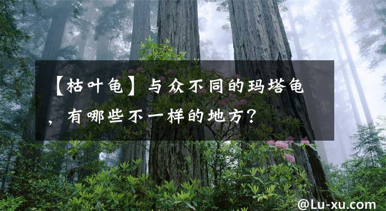 【枯叶龟】与众不同的玛塔龟，有哪些不一样的地方？