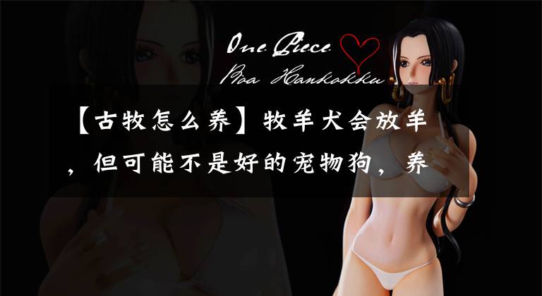 【古牧怎么养】牧羊犬会放羊，但可能不是好的宠物狗，养这种狗要做好这3点