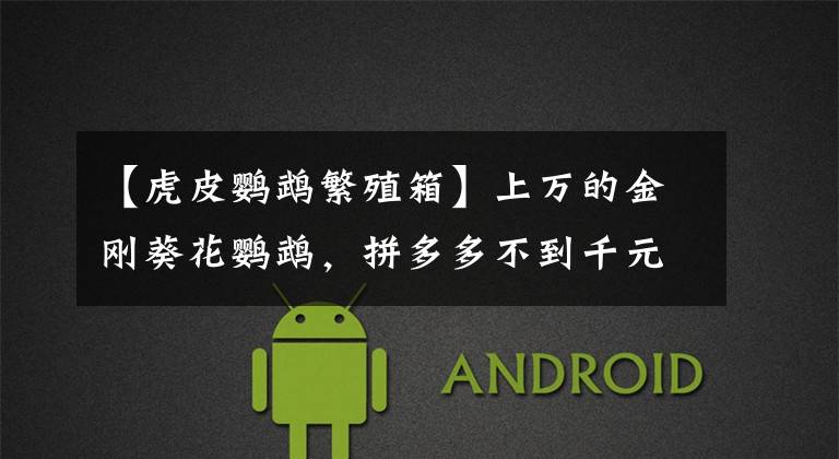 【虎皮鹦鹉繁殖箱】上万的金刚葵花鹦鹉,拼多多不到千元就能拥有,买蛋孵化靠谱吗?