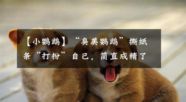 【小鹦鹉】“臭美鹦鹉”撕纸条“打扮”自己，简直成精了……