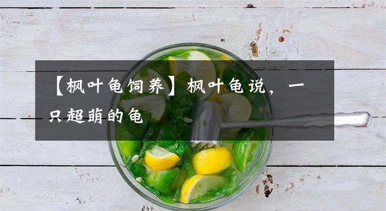 【枫叶龟饲养】枫叶龟说，一只超萌的龟