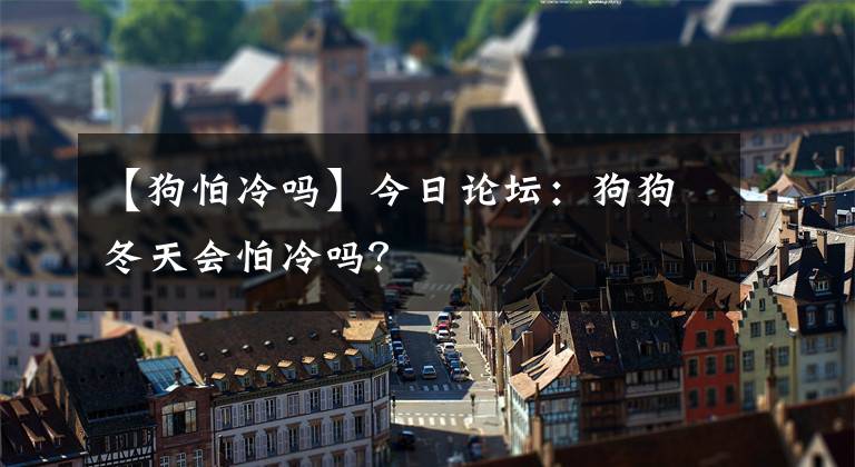 【狗怕冷吗】今日论坛：狗狗冬天会怕冷吗？