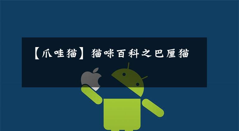 【爪哇猫】猫咪百科之巴厘猫