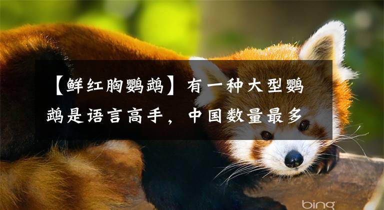 【鲜红胸鹦鹉】有一种大型鹦鹉是语言高手，中国数量最多，待遇比田园犬好多了