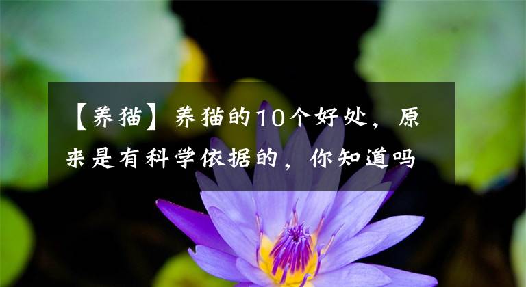 【养猫】养猫的10个好处,原来是有科学依据的,你知道吗?