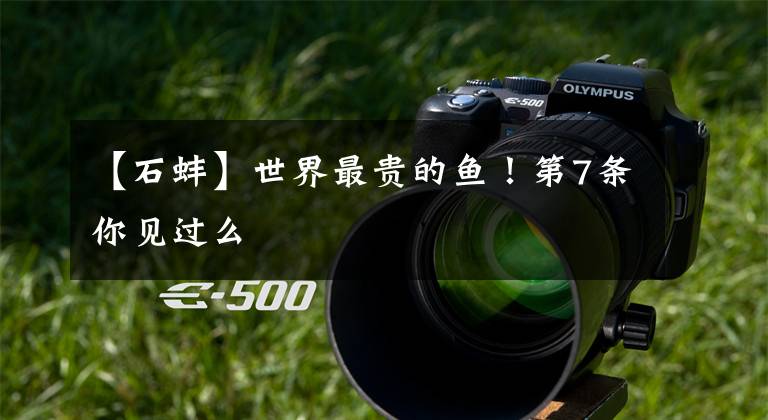 【石蚌】世界最贵的鱼！第7条你见过么