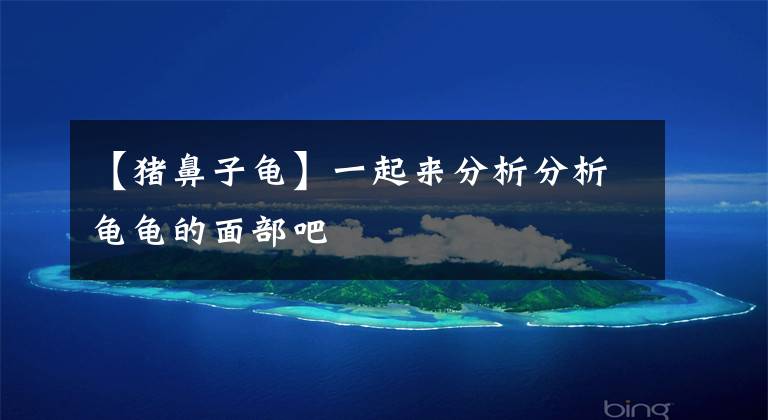 【猪鼻子龟】一起来分析分析龟龟的面部吧