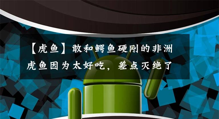 【虎鱼】敢和鳄鱼硬刚的非洲虎鱼因为太好吃，差点灭绝了