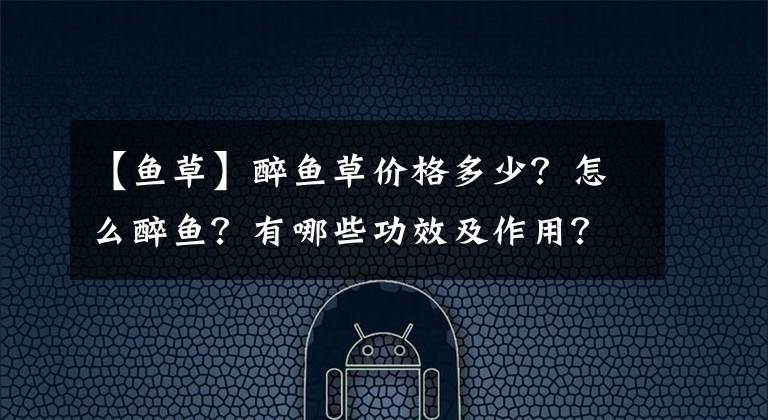【鱼草】醉鱼草价格多少？怎么醉鱼？有哪些功效及作用？