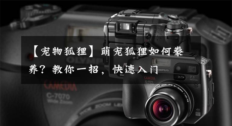 【宠物狐狸】萌宠狐狸如何豢养?教你一招,快速入门